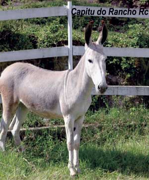 capitu-do-rancho