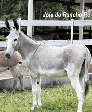 joia