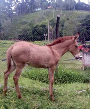 raça